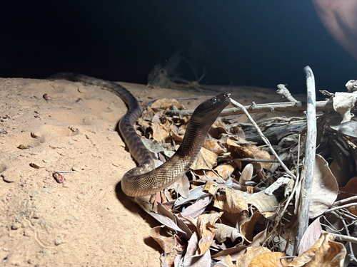 Black-headed Python