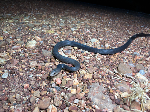 Greater Black Whipsnake