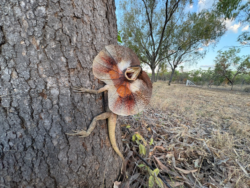 Frilled Dragon