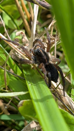 Wetland Giant Wolf Spider