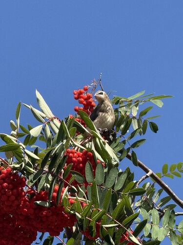 Cedar Waxwing