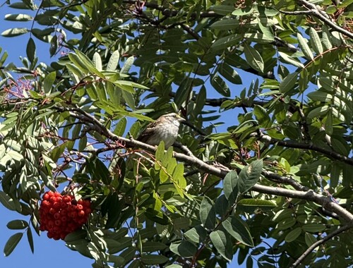 White-throated Sparrow