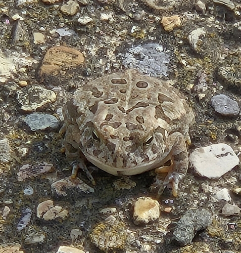 Fowler's Toad