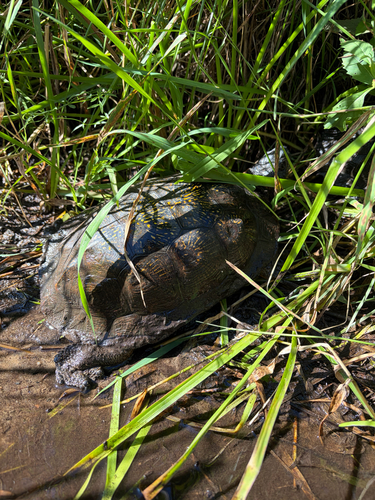 Wood Turtle