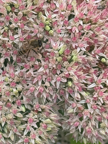 Western Honey Bee