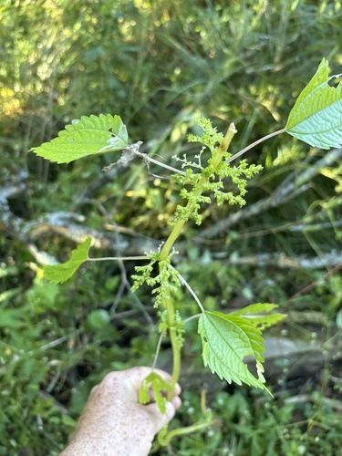 Canada clearweed
