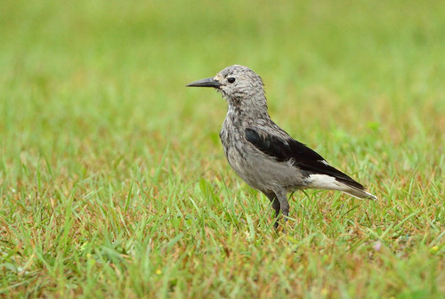 Clark's Nutcracker