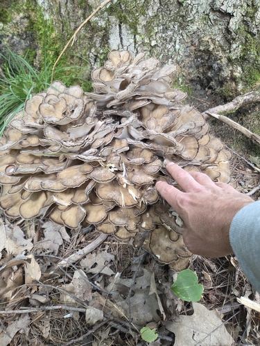 hen of the woods
