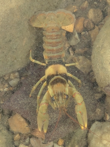 Belted Crayfish