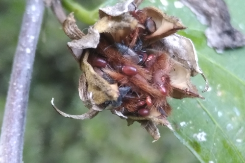 Cotton Seed Bug