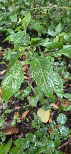 broadleaf enchanter's nightshade