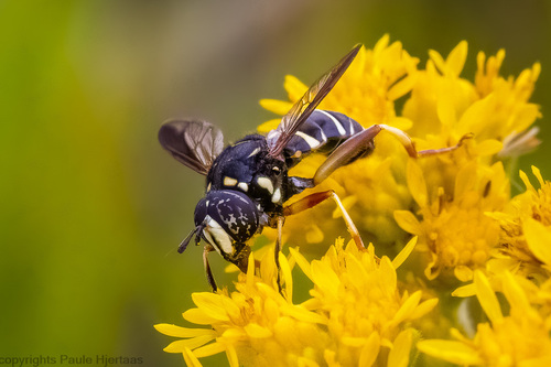Four-lined Hornet Fly