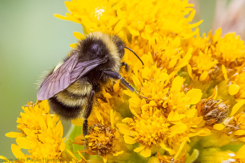 Yellow-banded Bumble Bee