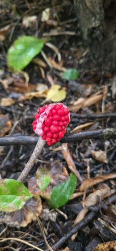 Jack-in-the-Pulpit