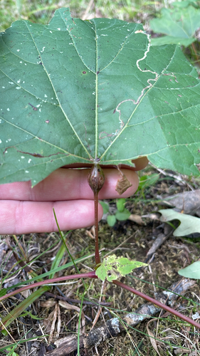 Grape Leaf Petiole Gall
