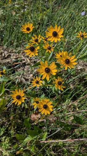 Marsh Coneflower