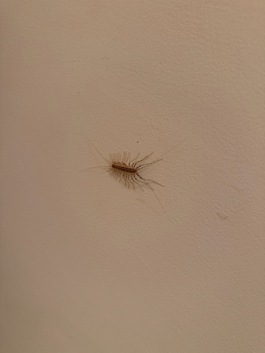 House Centipede