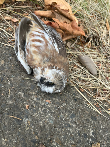 Northern Saw-whet Owl observed by riparianolivia