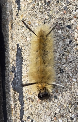Banded Tussock Moth