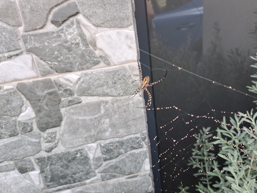 Banded Garden Spider