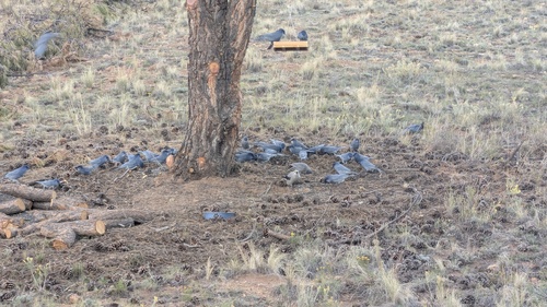 Pinyon Jay