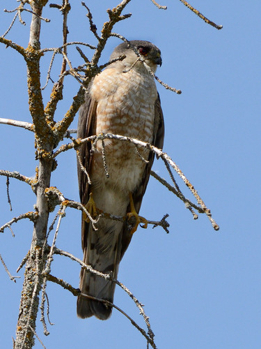 Sharp-shinned Hawk