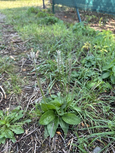 Hoary Plantain