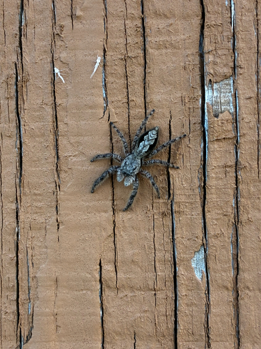 Tan Jumping Spider