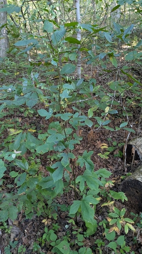 tall rattlesnake root