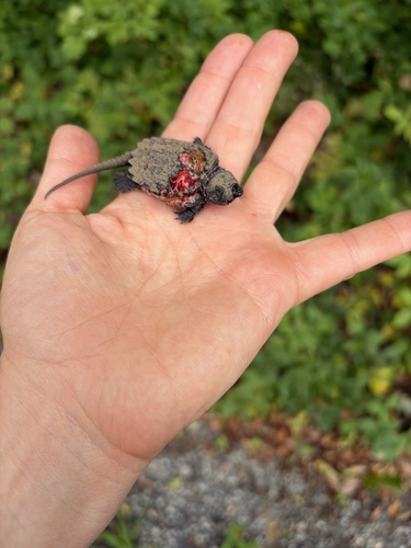 Common Snapping Turtle