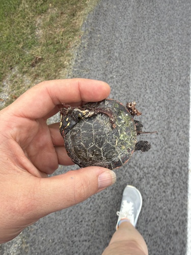 Midland Painted Turtle