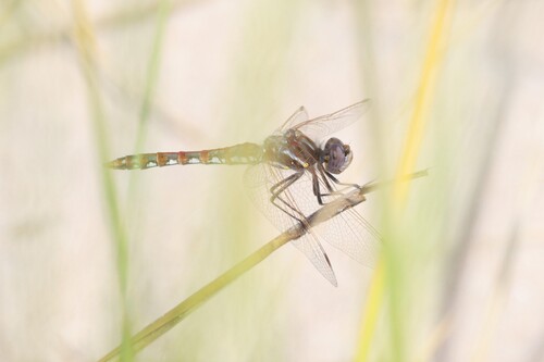 Variegated Meadowhawk