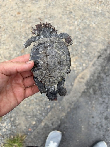 Northern Map Turtle