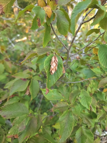 American hophornbeam