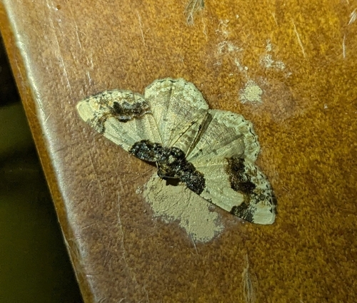 Scorched Carpet