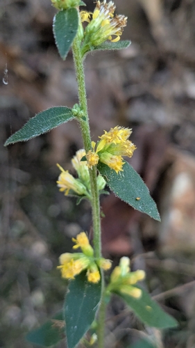 Hairy Goldenrod