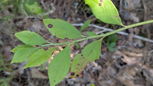 Early Lowbush Blueberry