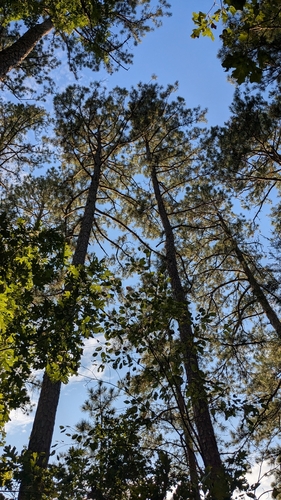 shortleaf pine