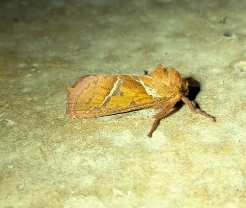Orange Swift