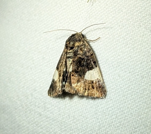 Four-spotted Moth