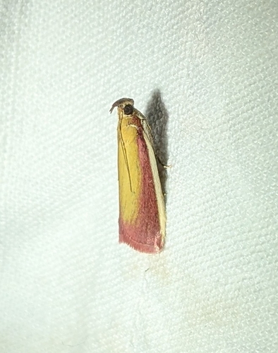 Rosy-striped Knot-horn