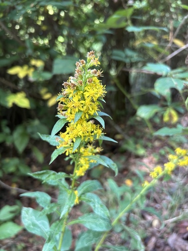 European goldenrod