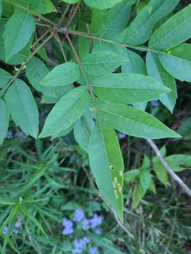 shining sumac
