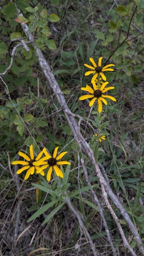 Missouri Orange Coneflower