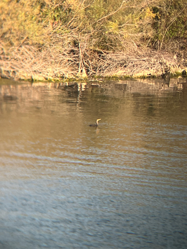 Double-crested Cormorant