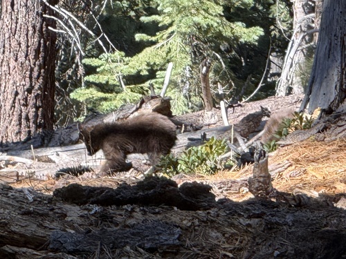 iNaturalist observation photo of American Black Bear