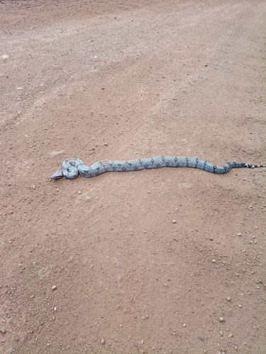 Boa Constrictor