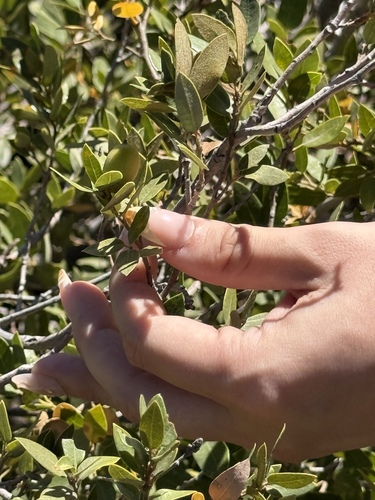 iNaturalist observation photo of huckleberry oak