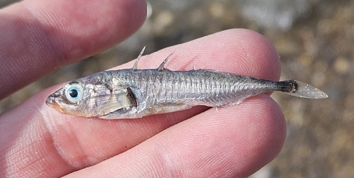Threespine Stickleback