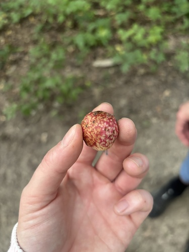Acorn Plum Gall Wasp
